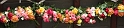 Blumenschmuck (1 von 1)
